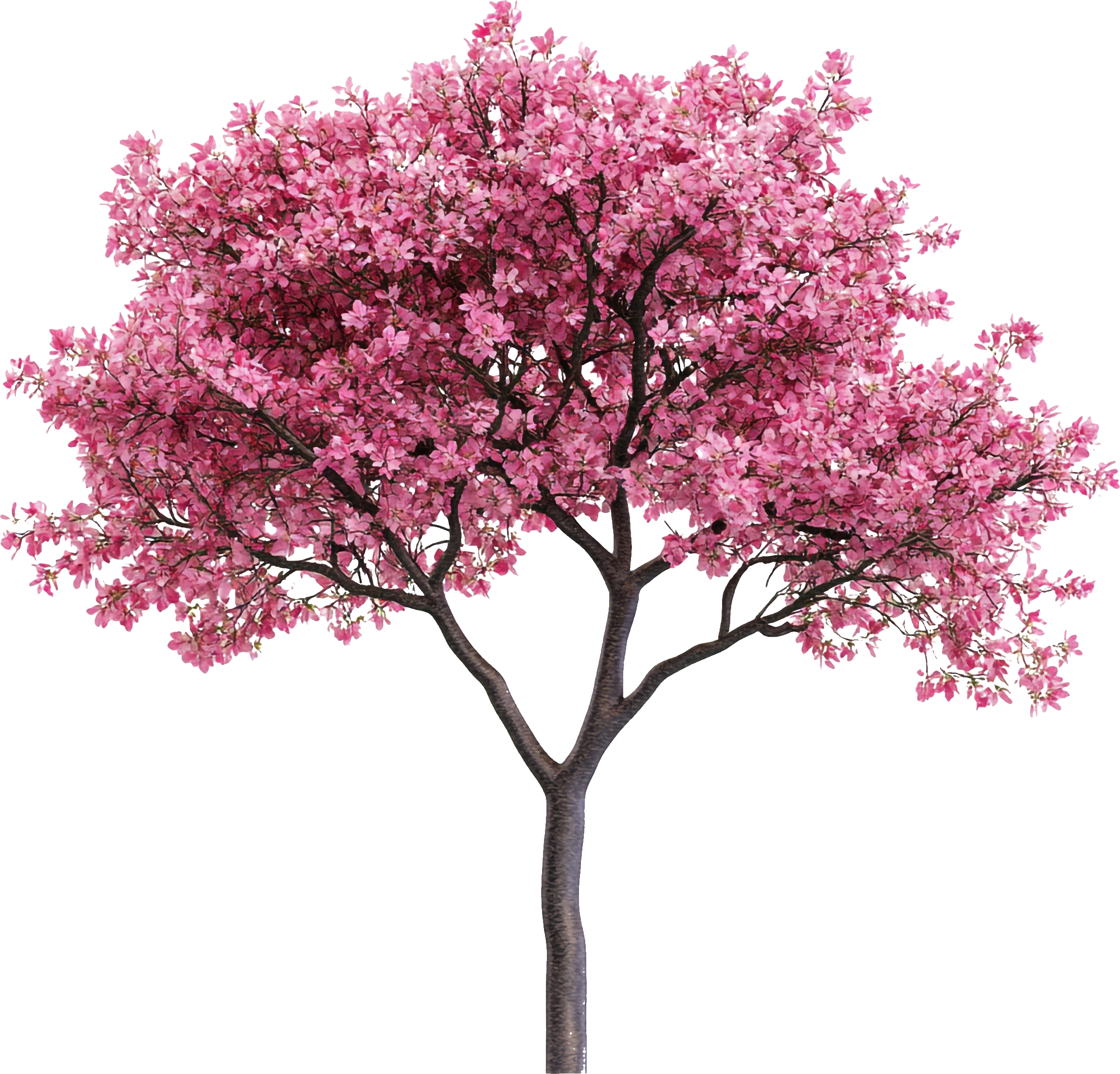 Cherry blossom tree